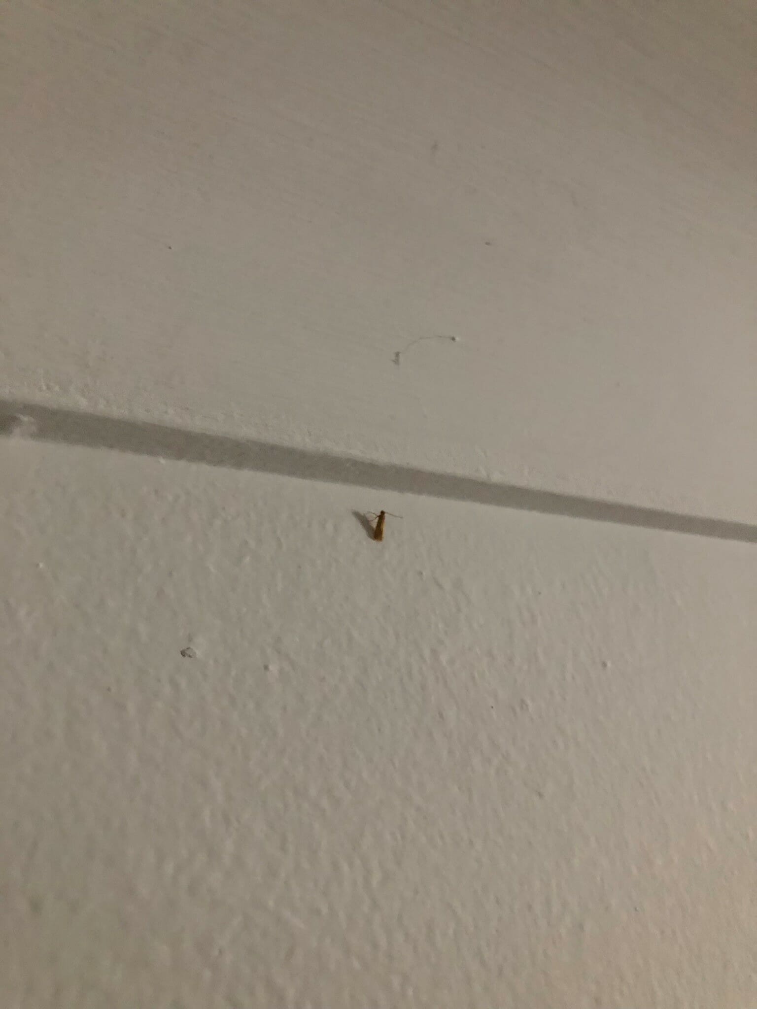 Carpet Moth Infestation 4 
