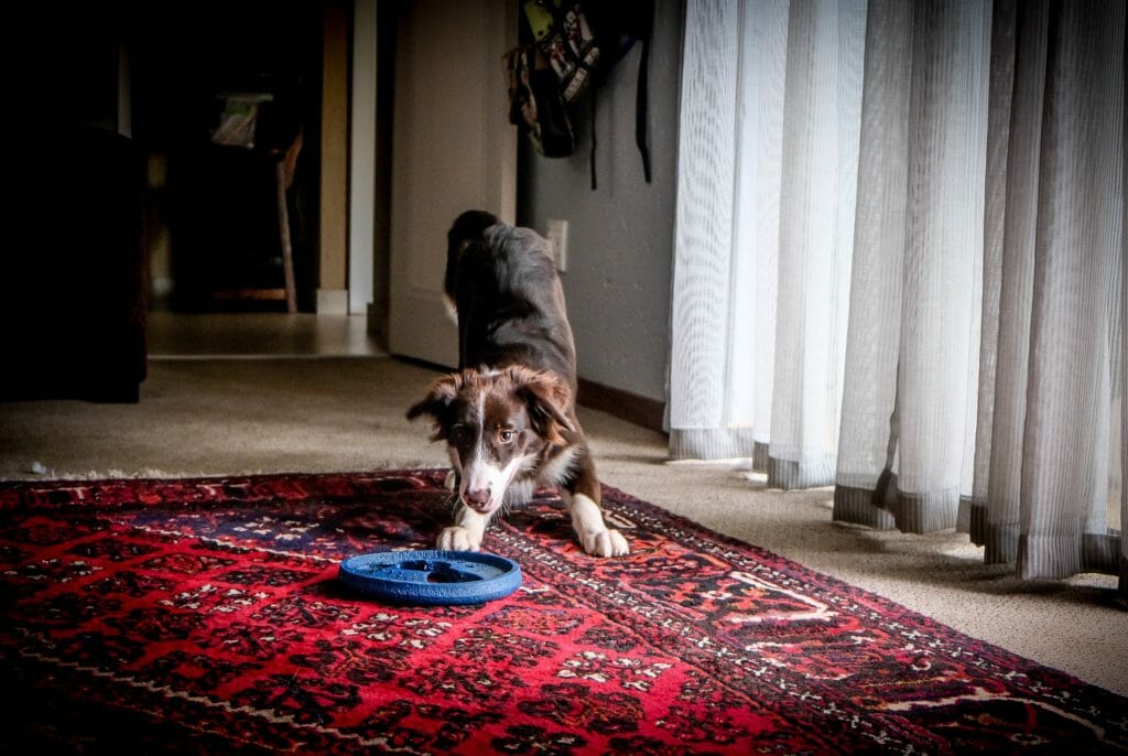 rug cleaning Cambridge